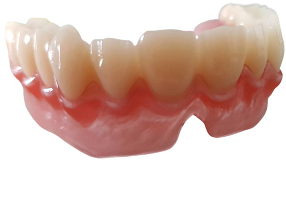 Realistische Digitale Gegevensoem 3D Gedrukte Tandmodellen voor Tandarts Study