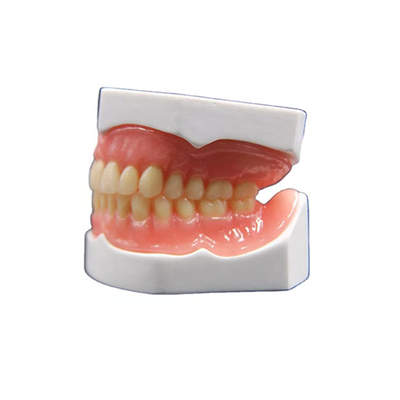 De realistische Tandkroon die van het Vormzirconiumdioxyde 3D Gebitmodel vervaardigen