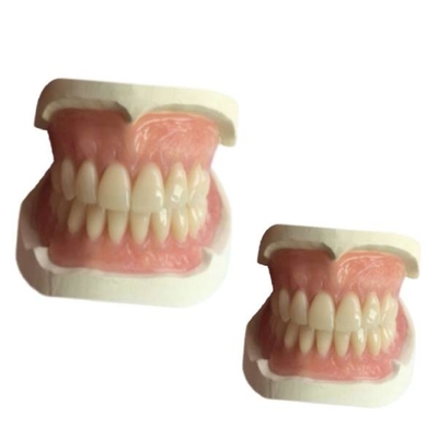 CAD CAM van het Gebit de Tandlaboratorium Rubber 3D Gedrukte Schaduw van Natrural van de Tandkroon